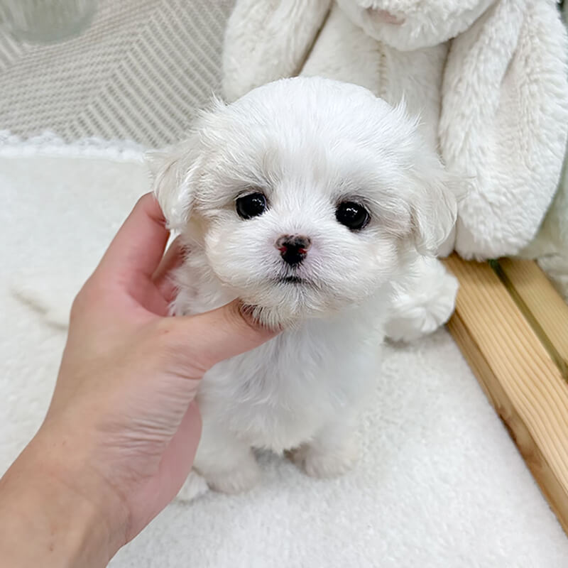 말티즈