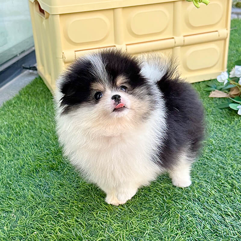 포메라니안