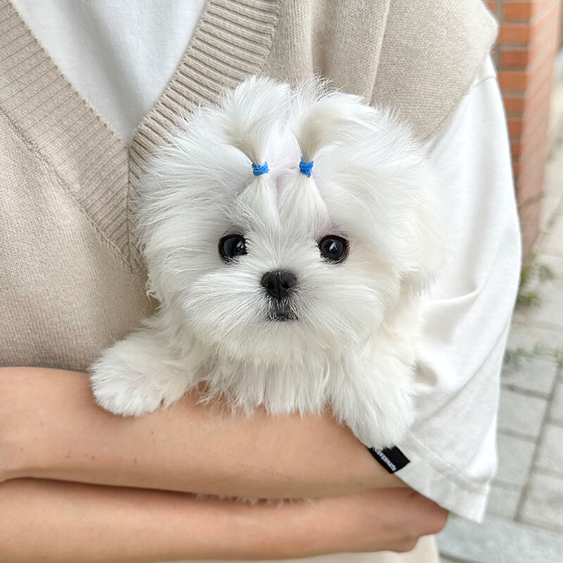 말티즈