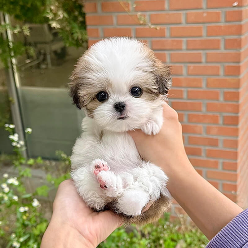 말티츄