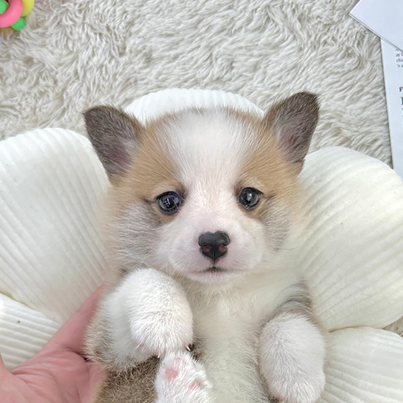 웰시 코기