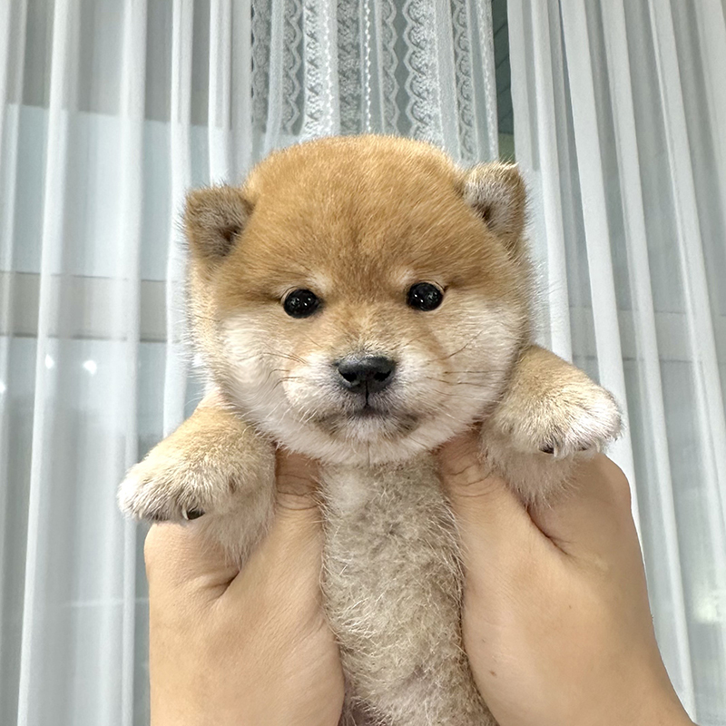 시바 이누