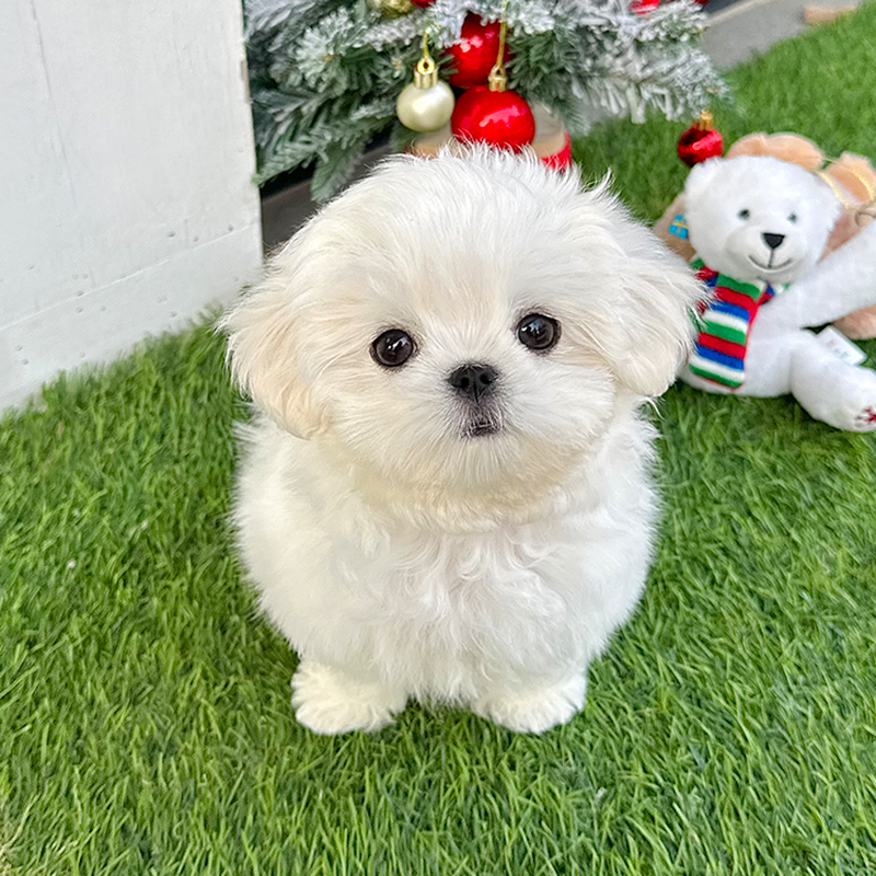 말티즈