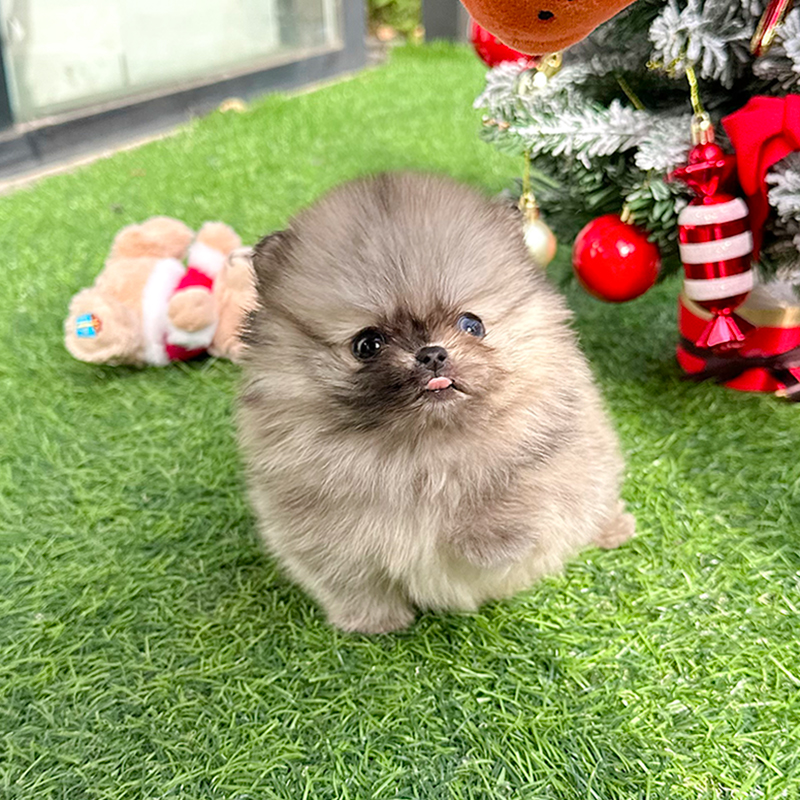 포메라니안