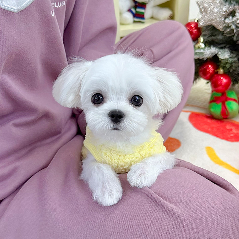 말티즈