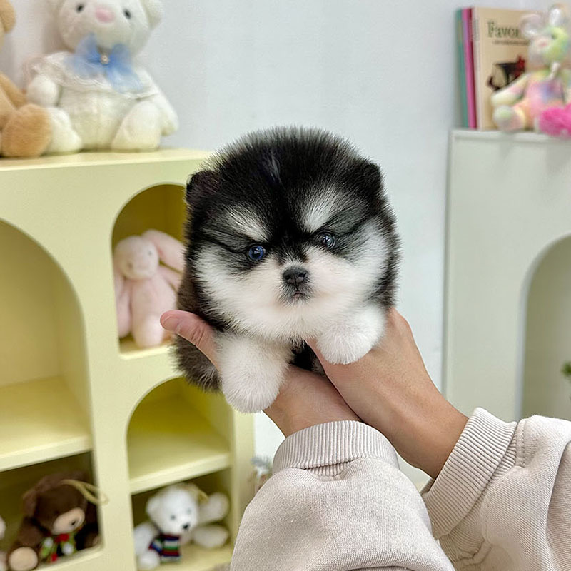 폼스키