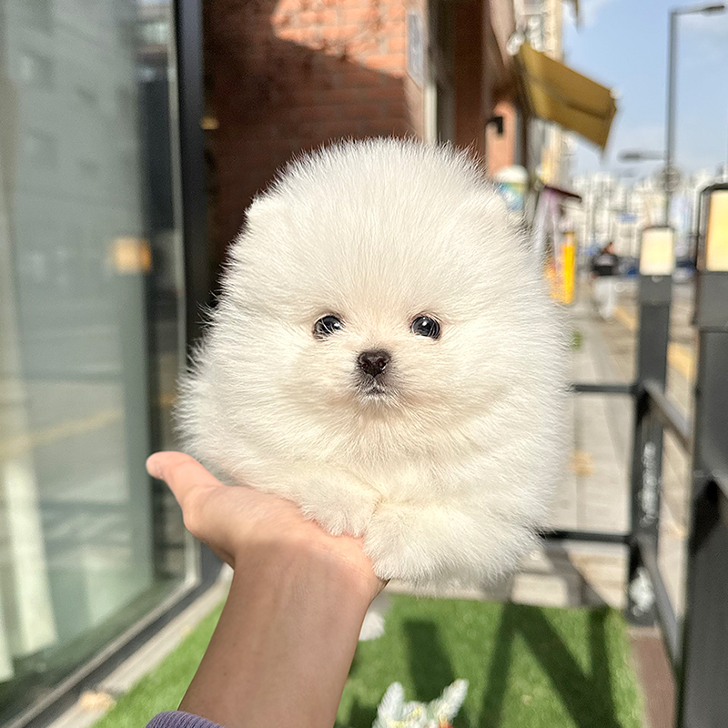 포메라니안