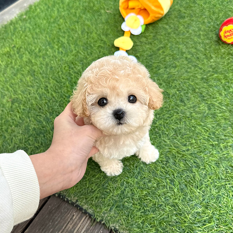 크림 푸들