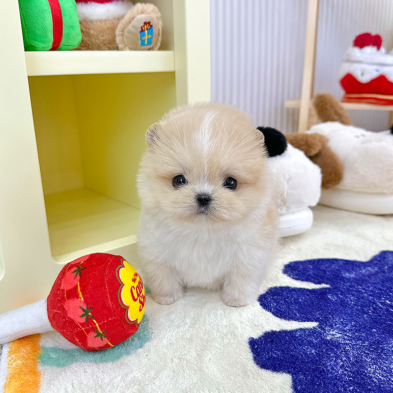 말티폼