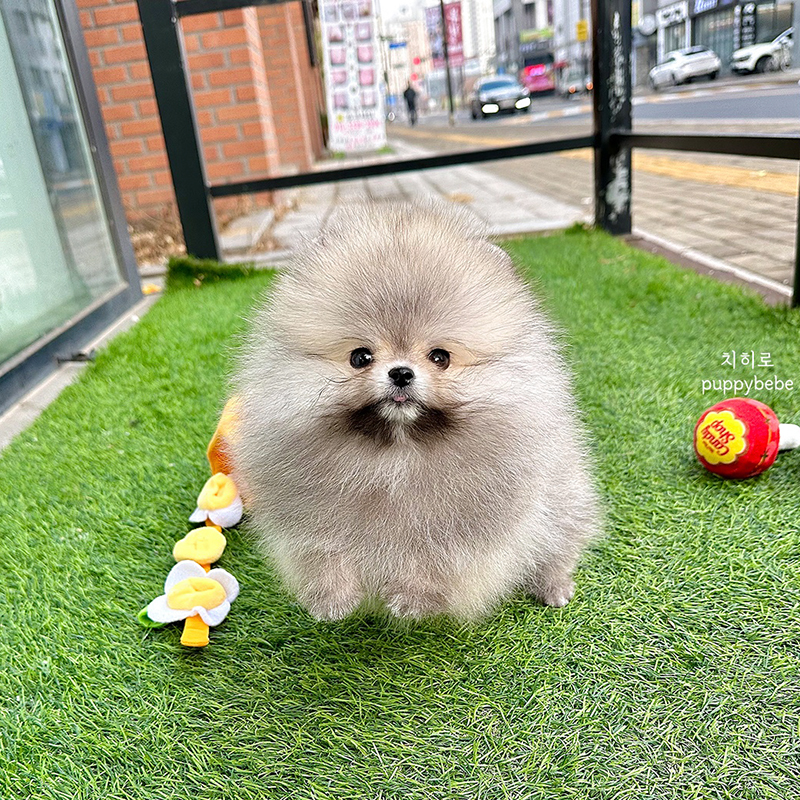 포메라니안(수입견)