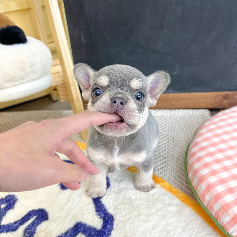 프렌치 불독