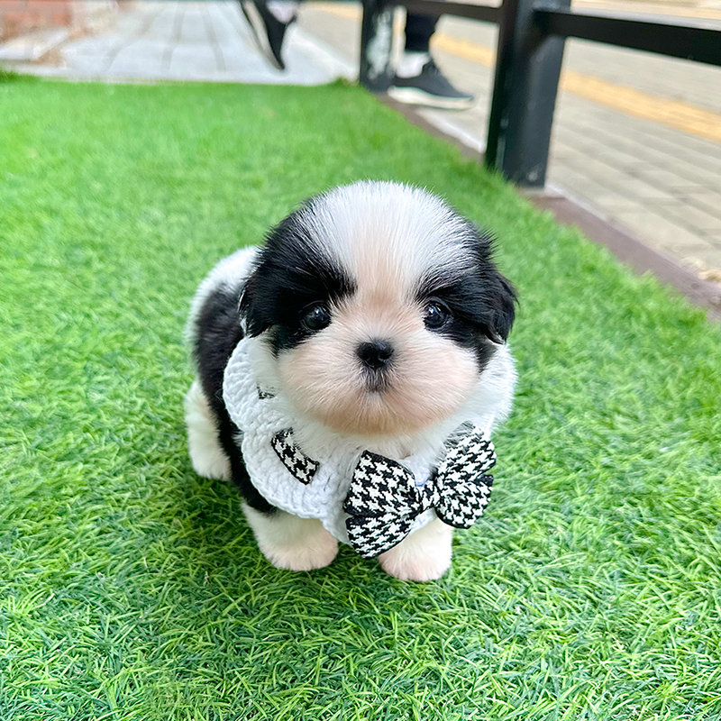 시 츄
