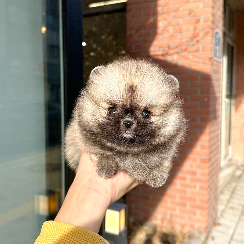 포메라니안