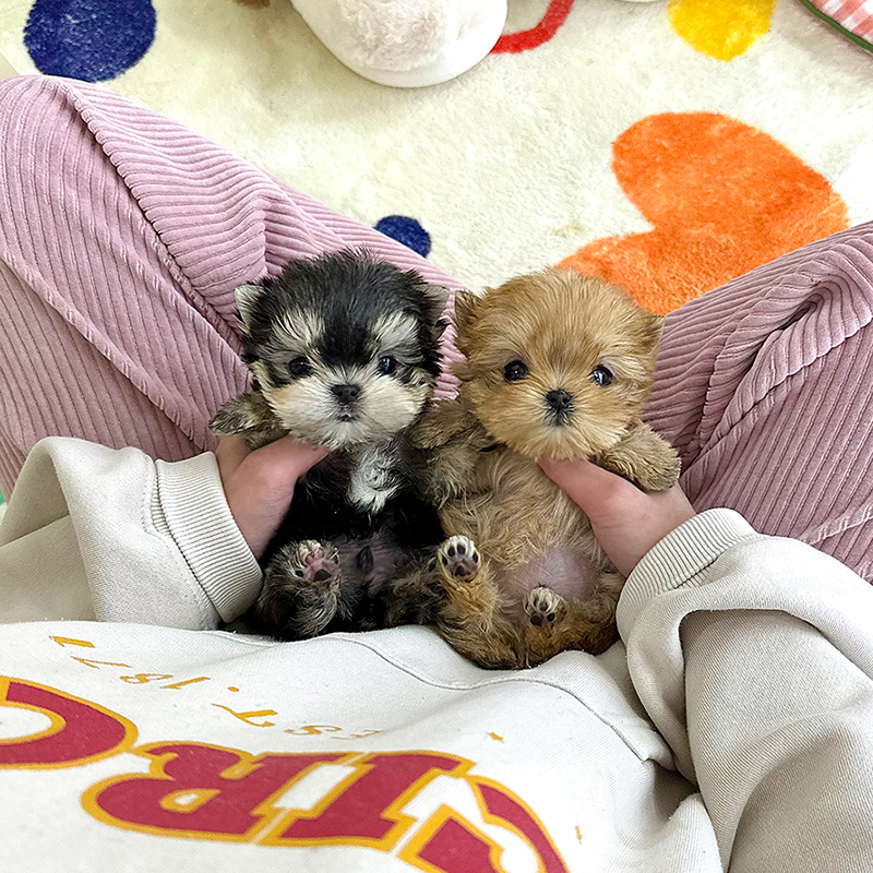 몰 키