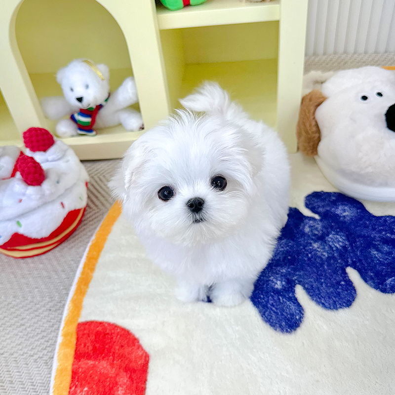 말티즈