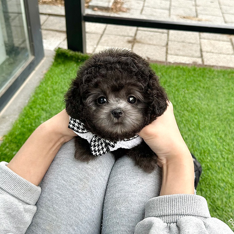라이트 실버 푸들