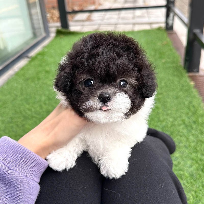 실버 파티 푸들
