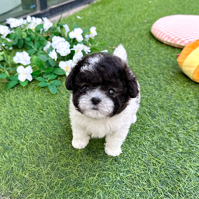 실버 파티 푸들