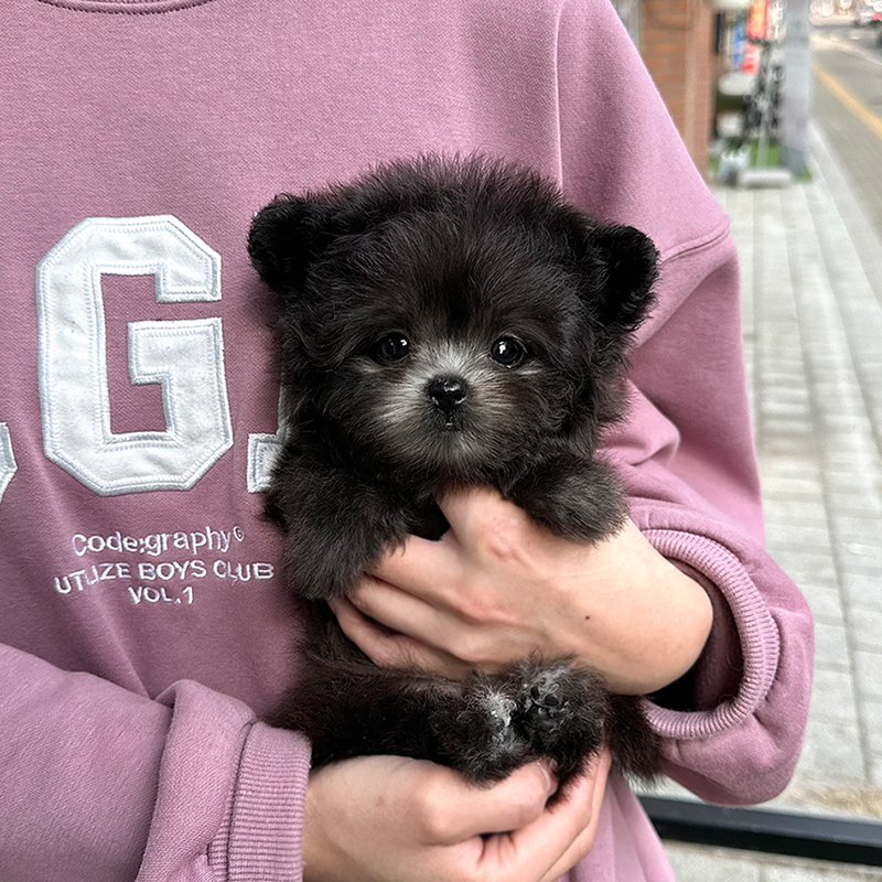 폼 푸