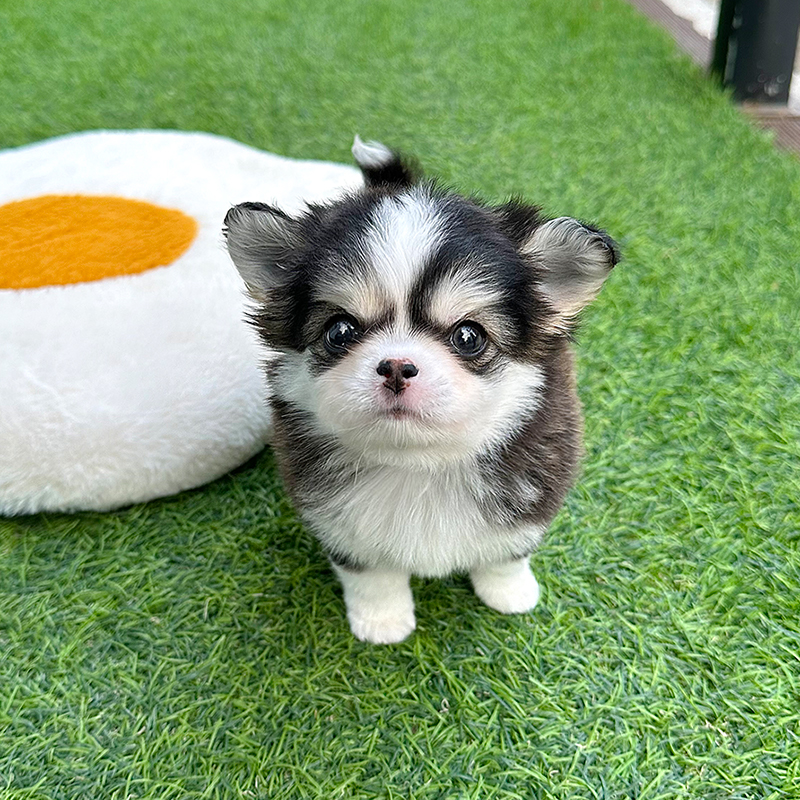 장모치와와