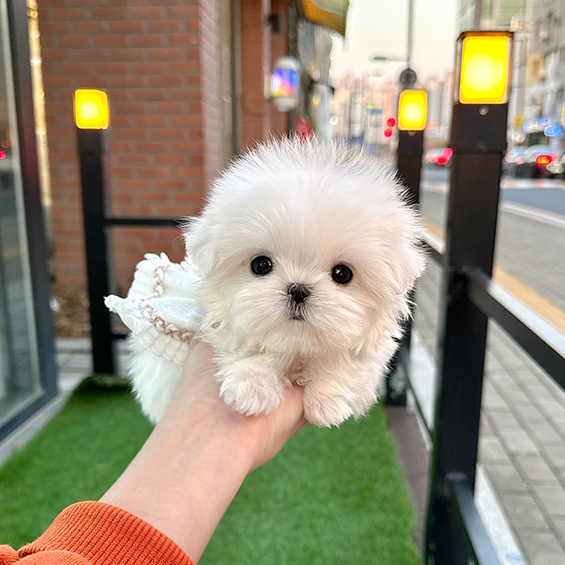 말티즈