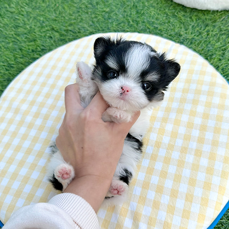 말티폼