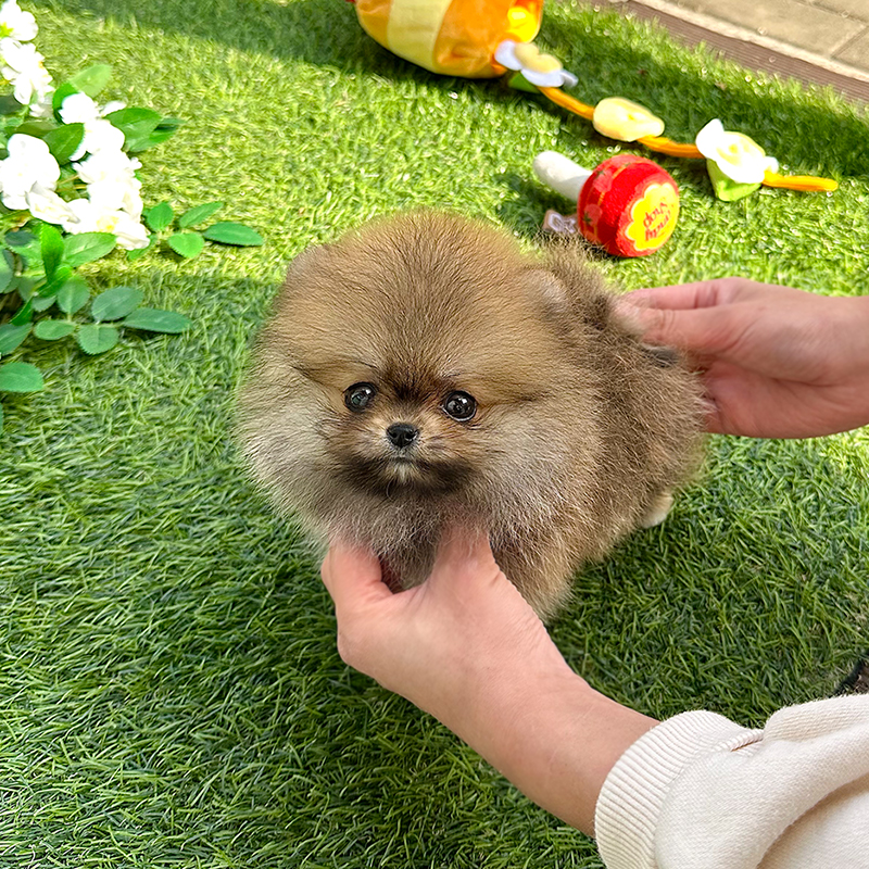 포메라니안