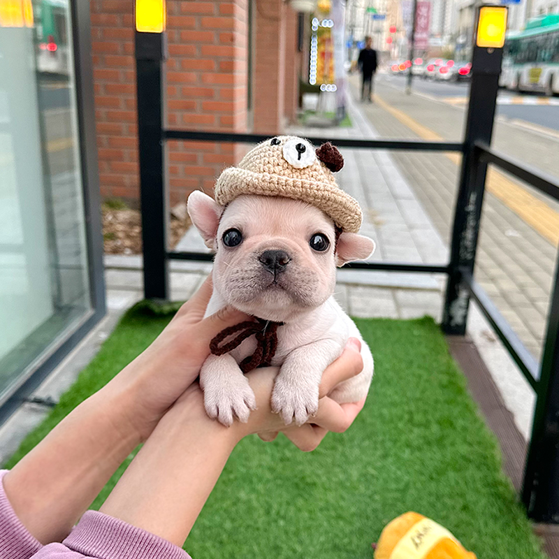 프렌치 불독