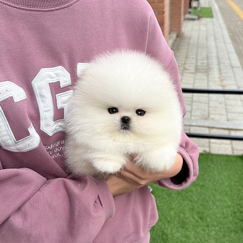 포메라니안(수입견)