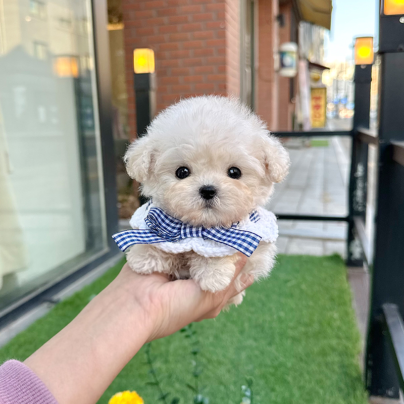토이 푸들