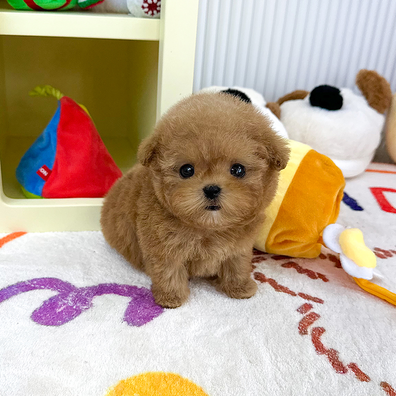 토이 푸들