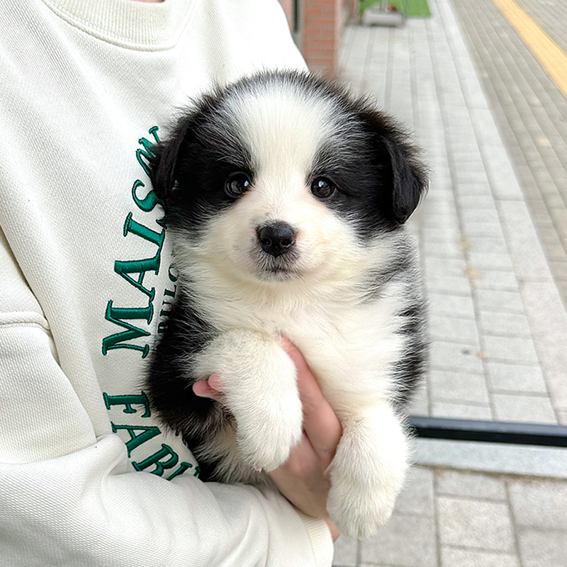 보더 콜리
