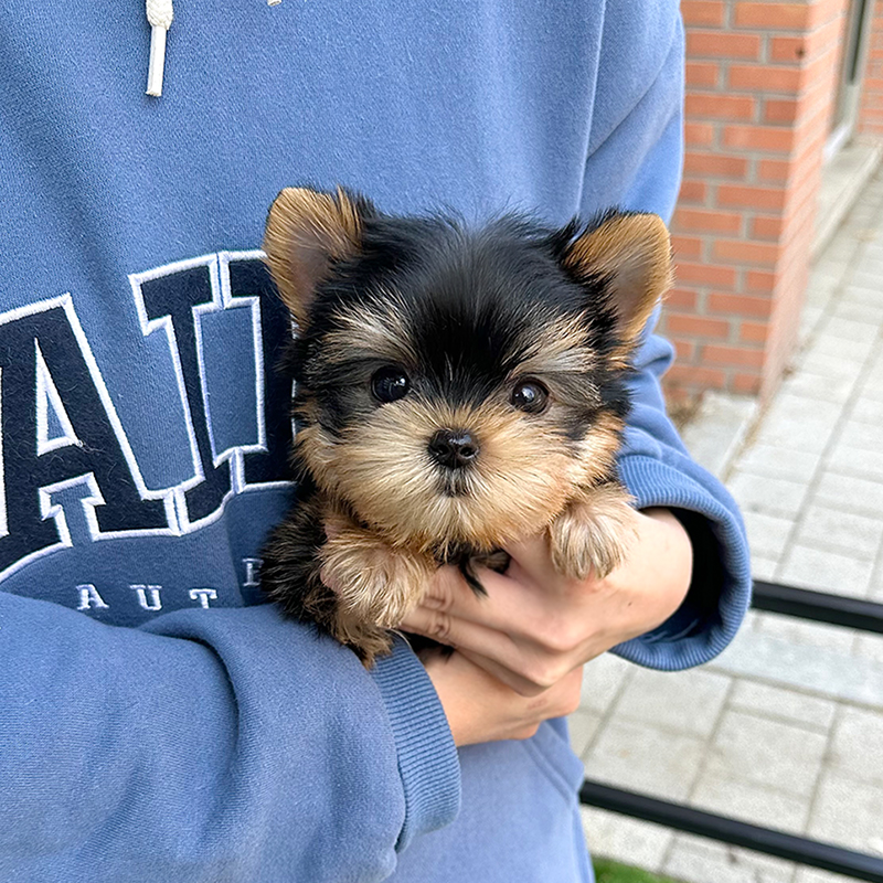 요크셔 테리어