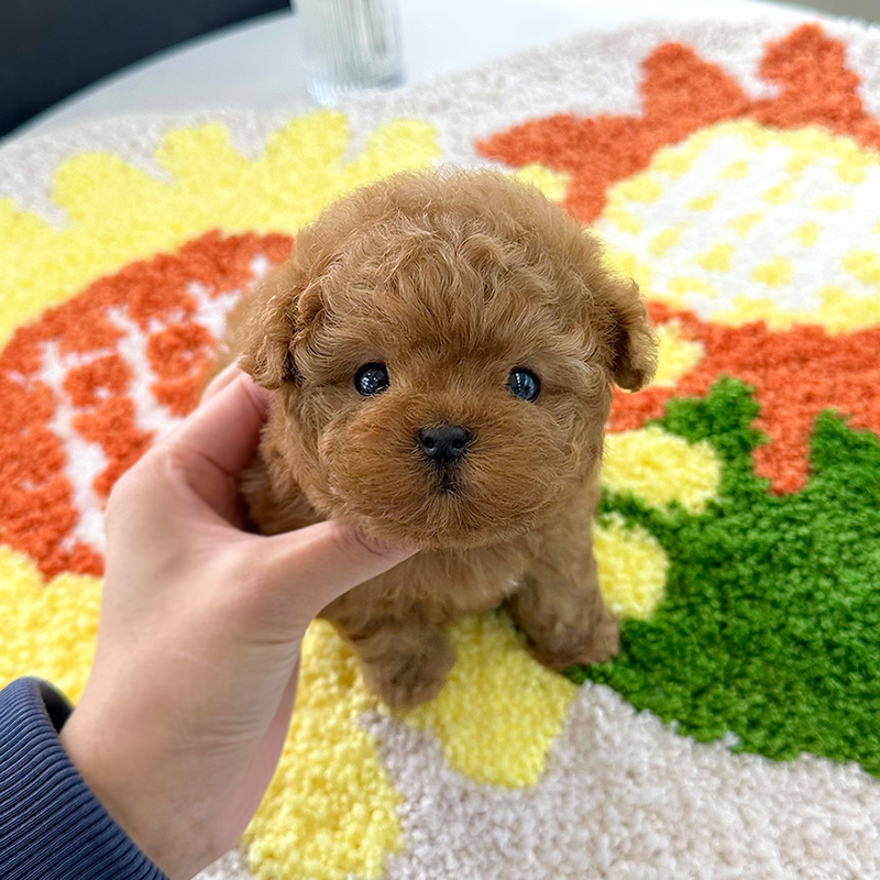 토이 푸들