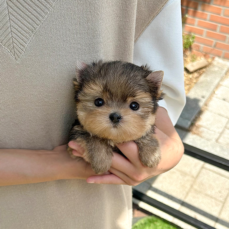 몰 키