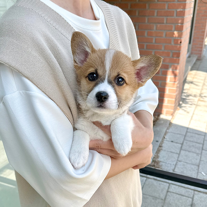 웰시 코기