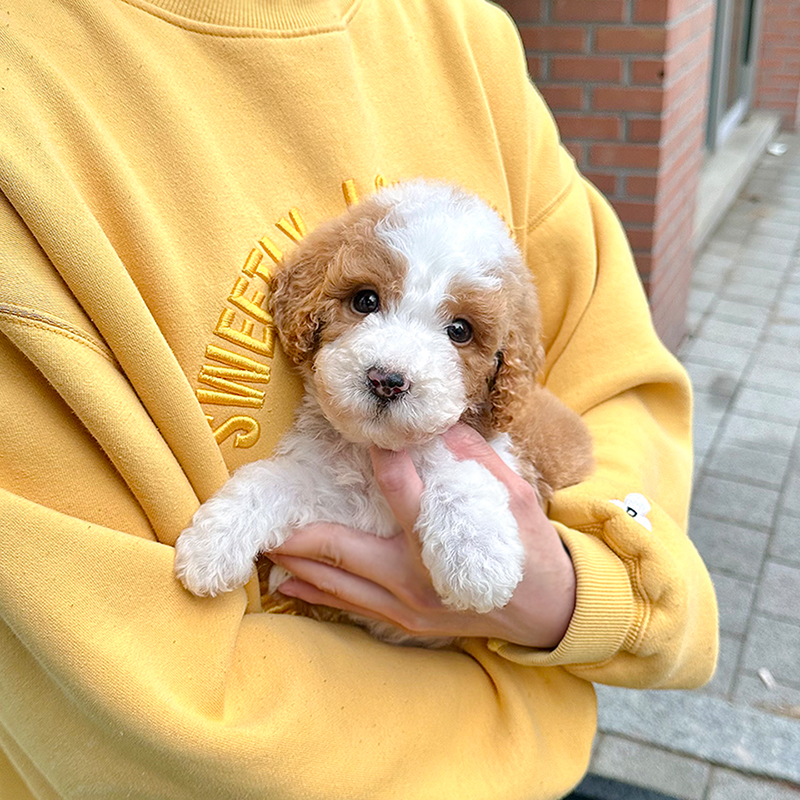 스탠다드 푸들