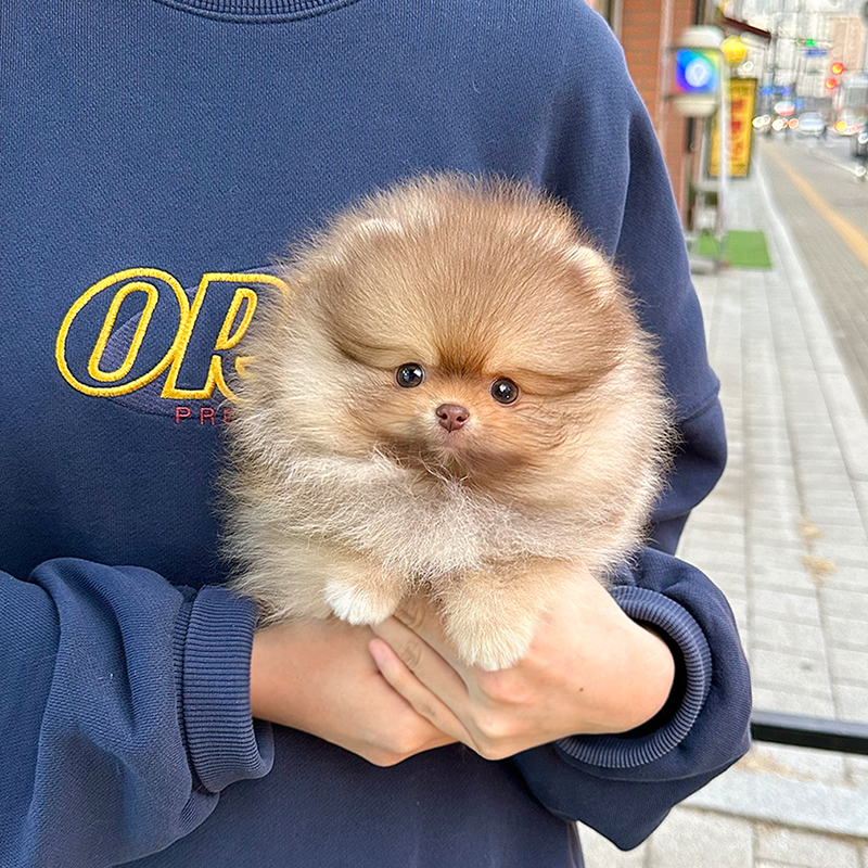 포메라니안