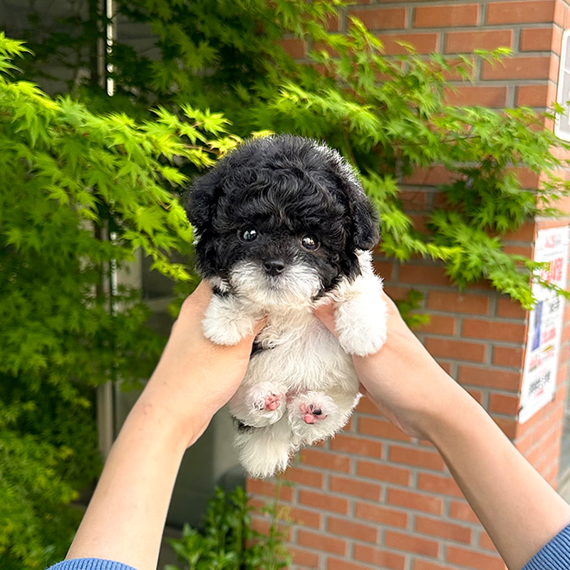 실버 파티 푸들