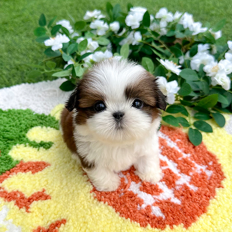 시 츄