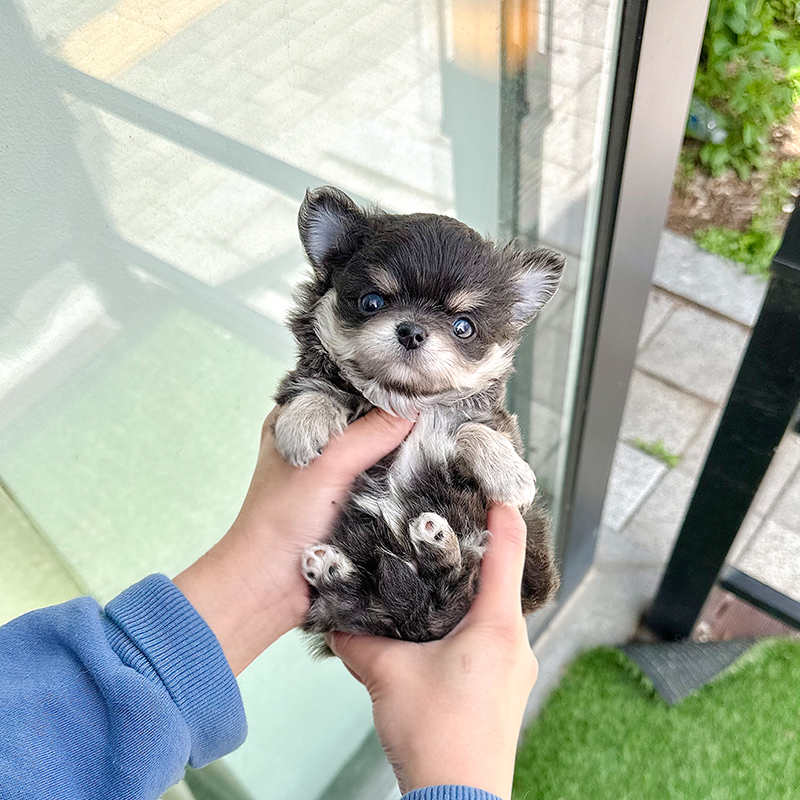 장모 치와와