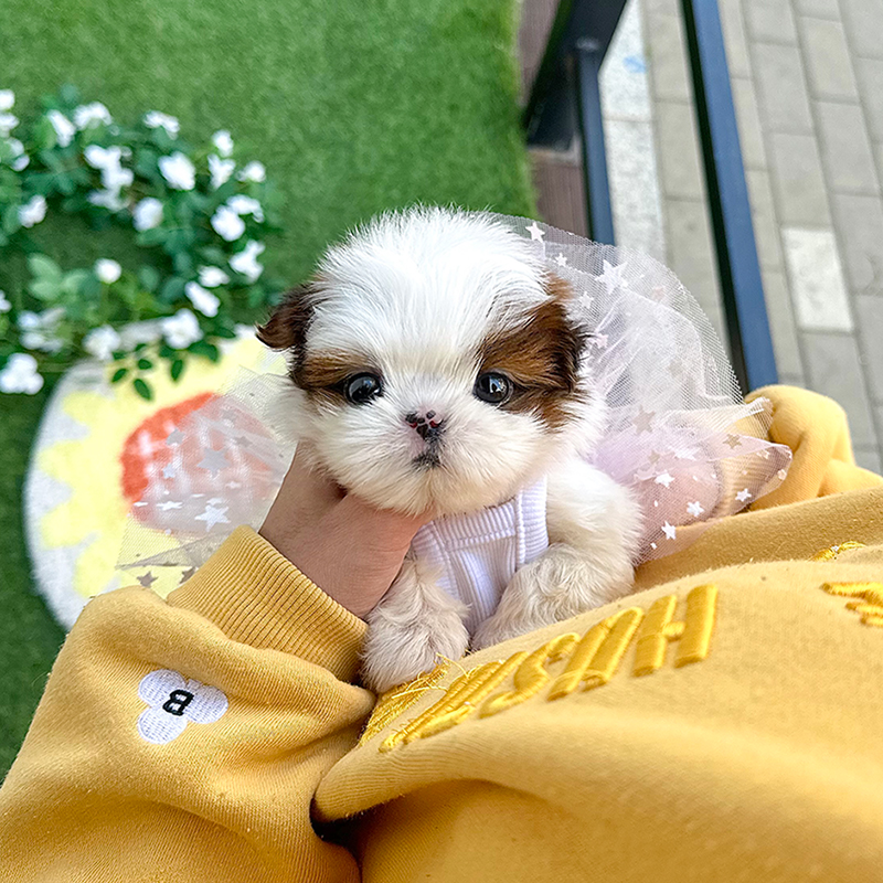 시 츄