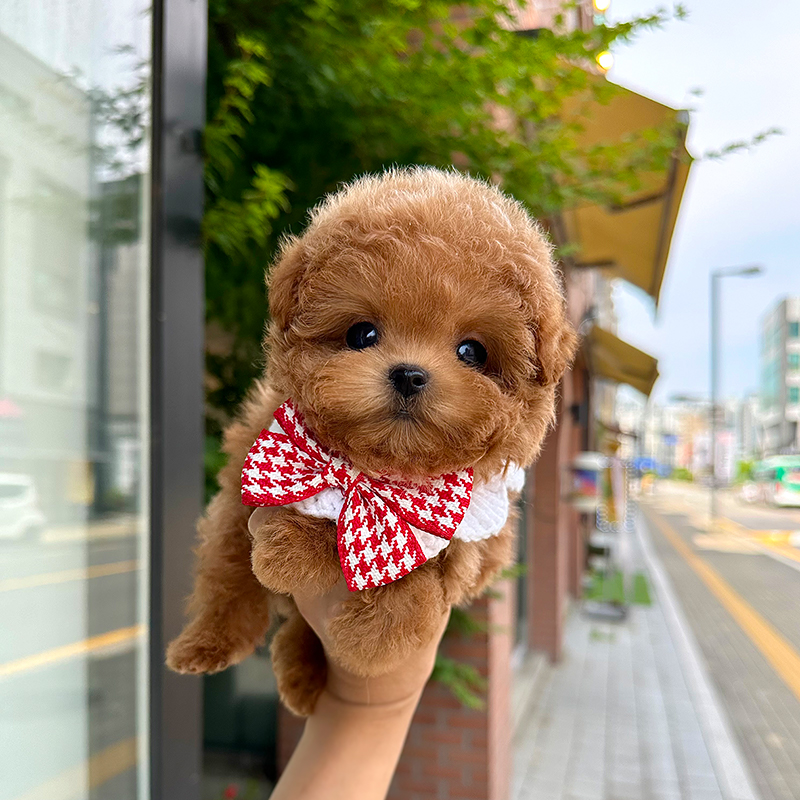 토이 푸들