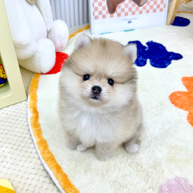 폼스키