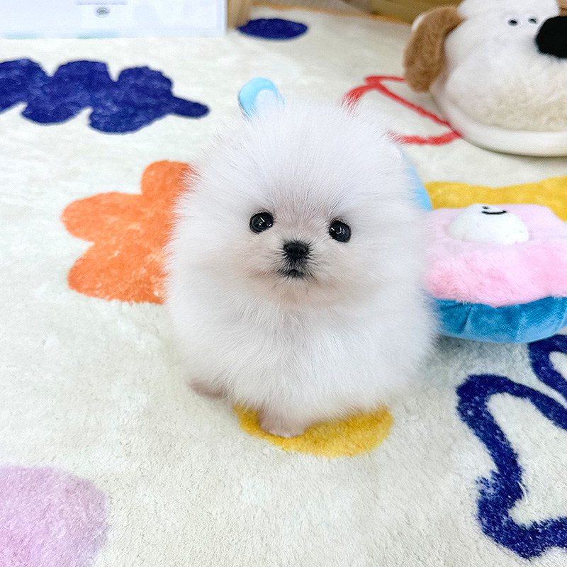 포메라니안