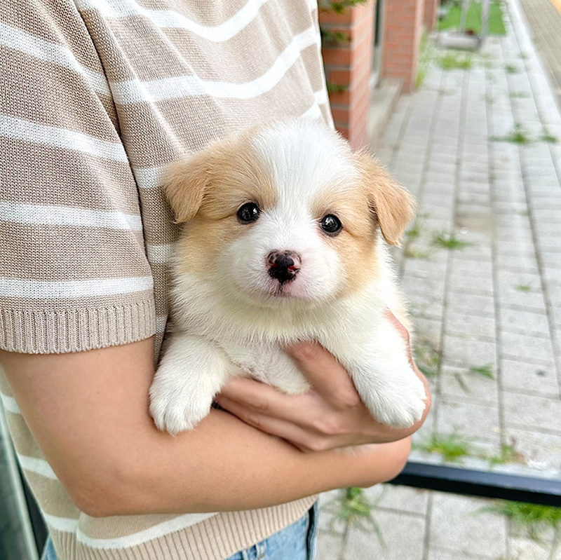 보더 콜리