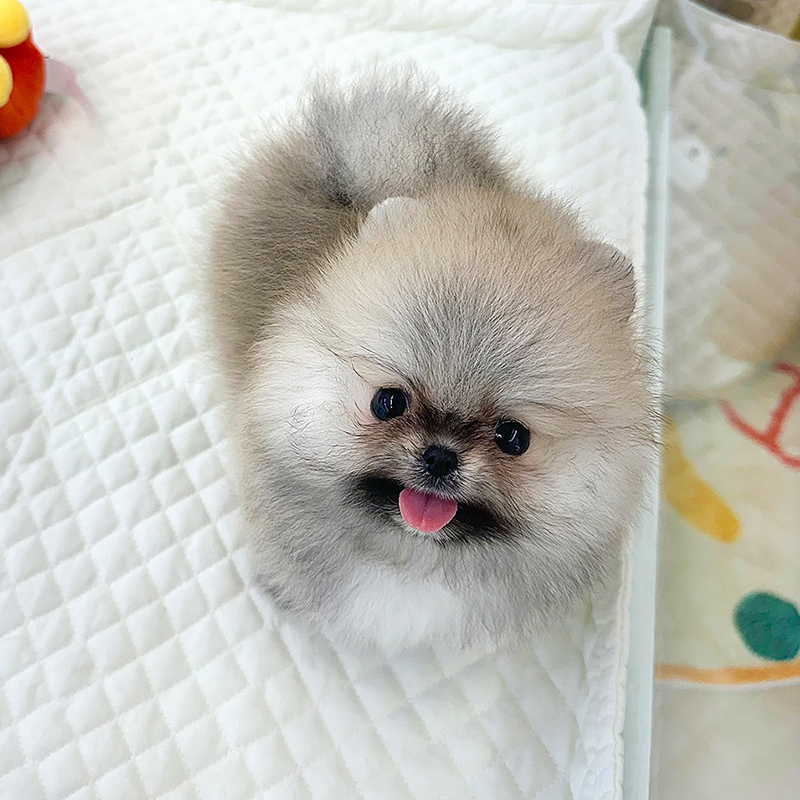 포메라니안(혈통서)