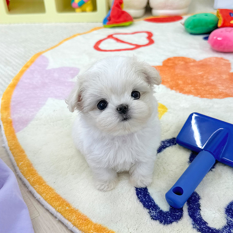 말티즈