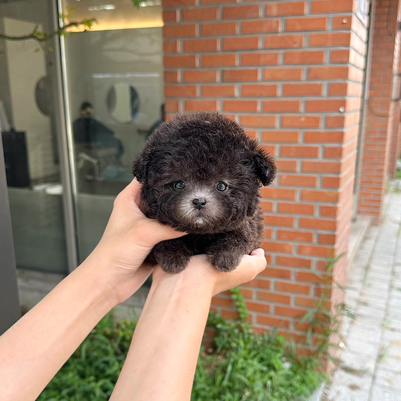 토이 푸들