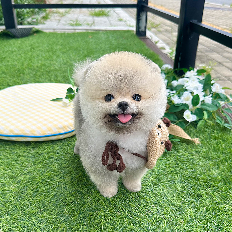포메라니안